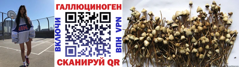Купить  Липки  Галлюциногенные грибы GOLDEN TEACHER 